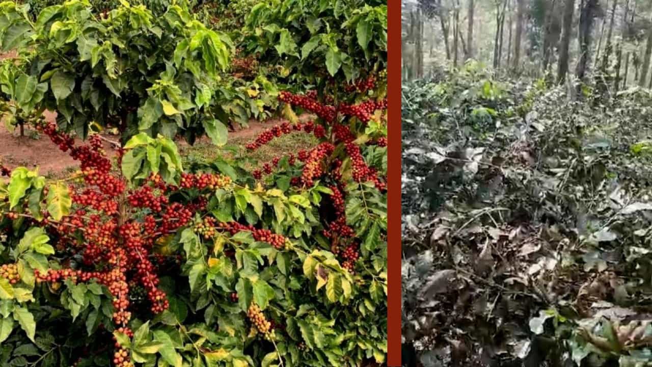 ಕೀಟನಾಶಕ ಬದಲು ಕಳೆನಾಶಕ ಸಿಂಪಡಣೆ, ಕಾಫಿ ತೋಟ ಭಸ್ಮ: ಬೇಸತ್ತು ವಿಷ ಸೇವಿಸಿದ ರೈಟರ್ ಕೀಟನಾಶಕ ಬದಲು ಕಳೆನಾಶಕ ಸಿಂಪಡಣೆ, ಕಾಫಿ ತೋಟ ಭಸ್ಮ: ಬೇಸತ್ತು ವಿಷ ಸೇವಿಸಿದ ರೈಟರ್