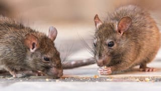 ಹೋಂ ಐಸೋಲೇಷನ್​ನಲ್ಲಿದ್ದವರಿಗೆ ದೋಖಾ, ಸುಳ್ಳು ಲೆಕ್ಕ ಕೊಟ್ಟು ಹಣ ಹೊಡೆದ್ರಾ ಅಧಿಕಾರಿಗಳು?