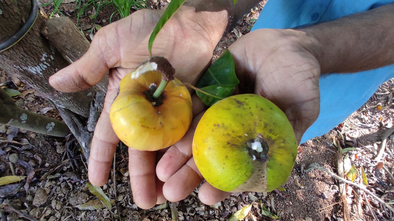 ಶಿರಸಿಯಲ್ಲಿ ಎಗ್ ಫ್ರೂಟ್ ಕೃಷಿ: ಆದಾಯವೂ ಇದೆ, ಆರೋಗ್ಯವೂ ಇದೆ! ಏನೀ ಹಣ್ಣಿನ ಮಾಯೆ? ಶಿರಸಿಯಲ್ಲಿ ಎಗ್ ಫ್ರೂಟ್ ಕೃಷಿ: ಆದಾಯವೂ ಇದೆ, ಆರೋಗ್ಯವೂ ಇದೆ! ಏನೀ ಹಣ್ಣಿನ ಮಾಯೆ?
