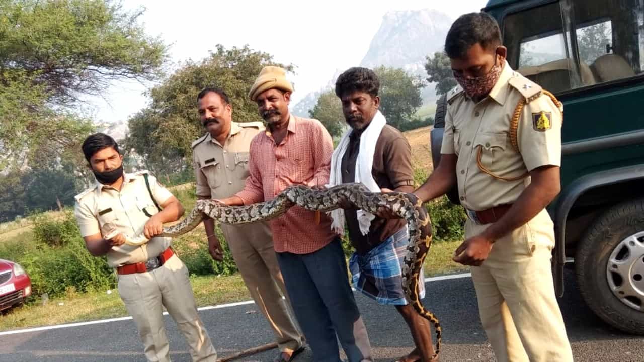 ಮೀನಿನ ಬಲೆಗೆ ಸಿಲುಕಿ ಒದ್ದಾಡುತ್ತಿದ್ದ 10 ಅಡಿ ಉದ್ದದ ಹೆಬ್ಬಾವು ರಕ್ಷಣೆ! ಮೀನಿನ ಬಲೆಗೆ ಸಿಲುಕಿ ಒದ್ದಾಡುತ್ತಿದ್ದ 10 ಅಡಿ ಉದ್ದದ ಹೆಬ್ಬಾವು ರಕ್ಷಣೆ!