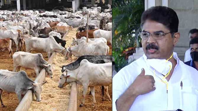 ‘ಜಾನುವಾರು ಸಾಕಲು ಆಗಲ್ಲ ಅಂದ್ರೆ BJP ಕಚೇರಿಗೆ, ನನ್ನ ಮನೆ ಬಳಿ ತಂದು ಬಿಡಿ.. ನಾನು ಸಾಕುತ್ತೇನೆ’