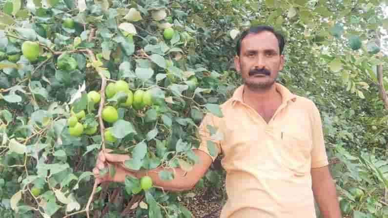 ರೈತನ ಮೊಗದಲ್ಲಿ ಮಂದಹಾಸ ಮೂಡಿಸಿದ ಬಾರೆ ಹಣ್ಣು: ಸ್ವಾಭಿಮಾನದ ಬದುಕಿಗೆ ಆಸರೆಯಾಯ್ತು ಕೃಷಿ