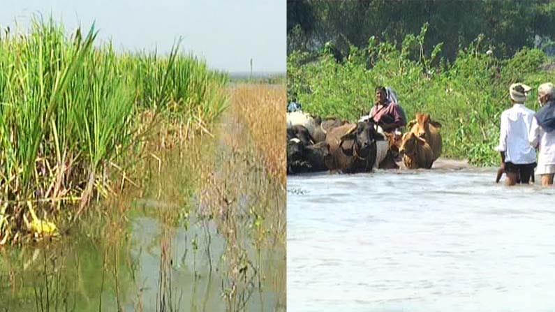 ಕಾರಂಜಾ ಡ್ಯಾಂ ಭರ್ತಿ; ಕಟಾವಿಗೆ ಬಂದ ಕಬ್ಬು ಸಾಗಿಸಲಾಗದೆ ಪರದಾಟ: ರೈತರ ಗೋಳು ಕೇಳೋರು ಯಾರು? ಕಾರಂಜಾ ಡ್ಯಾಂ ಭರ್ತಿ; ಕಟಾವಿಗೆ ಬಂದ ಕಬ್ಬು ಸಾಗಿಸಲಾಗದೆ ಪರದಾಟ: ರೈತರ ಗೋಳು ಕೇಳೋರು ಯಾರು?
