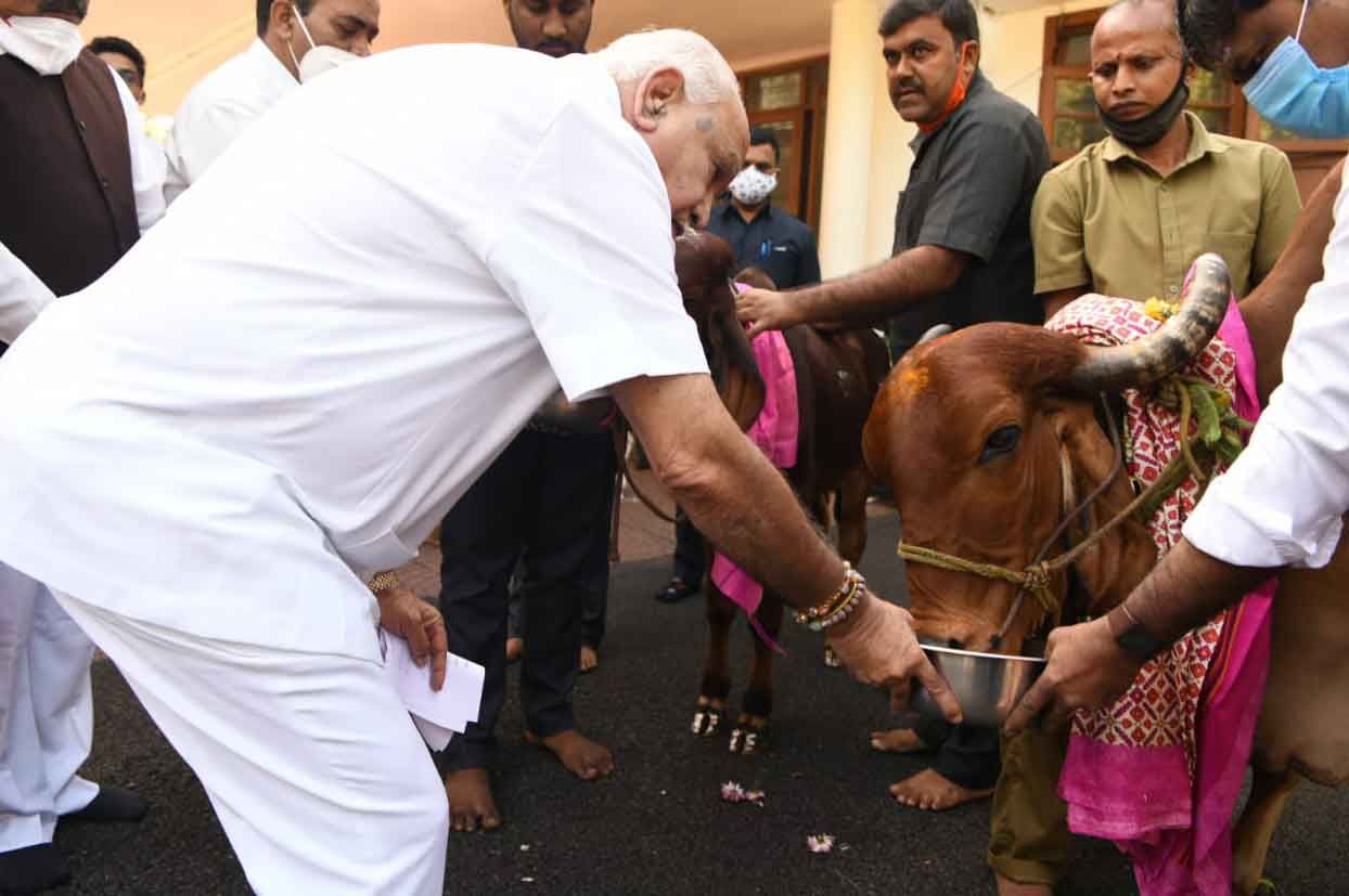 ಹಸುವಿಗೆ ಗೋಗ್ರಾಸ ನೀಡುತ್ತಿರುವ ಸಿಎಂ ಬಿಎಸ್ ಯಡಿಯೂರಪ್ಪ