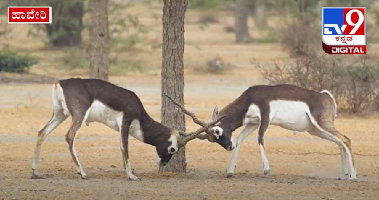 ಹಾವೇರಿಯಲ್ಲಿ ಕೃಷ್ಣಮೃಗಗಳ ಬಿಂದಾಸ್ ಲೈಫ್; ಕಣ್ಣಿಗೆ ಹಬ್ಬ ಇವುಗಳ ಓಡಾಟ-ಕಾದಾಟ..! ಹಾವೇರಿಯಲ್ಲಿ ಕೃಷ್ಣಮೃಗಗಳ ಬಿಂದಾಸ್ ಲೈಫ್; ಕಣ್ಣಿಗೆ ಹಬ್ಬ ಇವುಗಳ ಓಡಾಟ-ಕಾದಾಟ..!