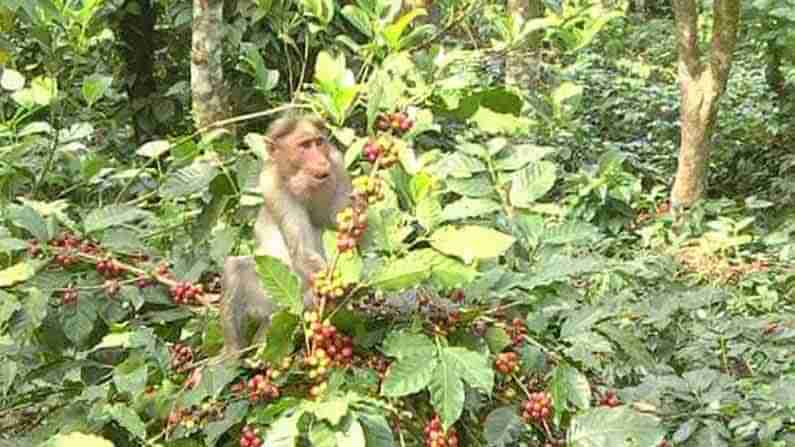 ಕಾಫಿನಾಡಲ್ಲಿ ಮಂಗಗಳ ಕಾಟ: ಹಣ್ಣಿನ ಕೊಯ್ಲು ಮಾಡುತ್ತಿರುವ ವಾನರಸೇನೆ !