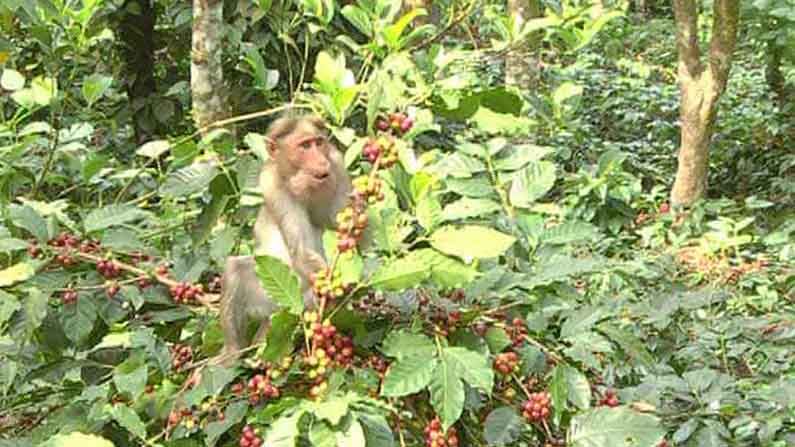 ಕಾಫಿನಾಡಲ್ಲಿ ಮಂಗಗಳ ಕಾಟ: ಹಣ್ಣಿನ ಕೊಯ್ಲು ಮಾಡುತ್ತಿರುವ ವಾನರಸೇನೆ ! ಕಾಫಿನಾಡಲ್ಲಿ ಮಂಗಗಳ ಕಾಟ: ಹಣ್ಣಿನ ಕೊಯ್ಲು ಮಾಡುತ್ತಿರುವ ವಾನರಸೇನೆ !