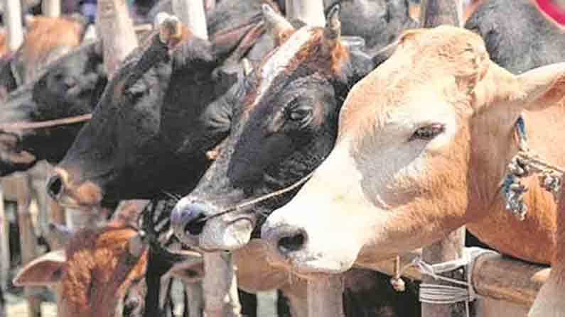ಗೋ ಹತ್ಯೆ ನಿಷೇಧ ವಿಧೇಯಕ ವಿಧಾನಸಭೆಯಲ್ಲಿ ಅಂಗೀಕಾರ; ಪ್ರತಿಭಟನೆ ಬಿಡದ ಕಾಂಗ್ರೆಸ್