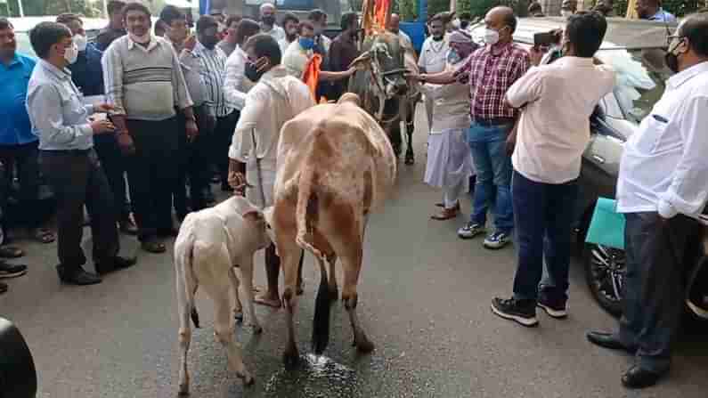 ಗೋ ಹತ್ಯೆ ನಿಷೇಧ ವಿಧೇಯಕ ಮಂಡನೆಗೂ ಮುನ್ನ ವಿಧಾನಸೌಧ ಅಂಗಳದಲ್ಲಿ ಹೆಜ್ಜೆ ಹಾಕಿದ ಗೋಮಾತೆ