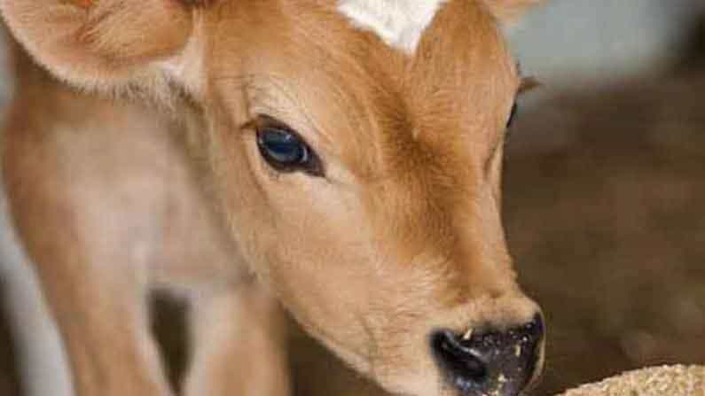 ಮದುವೆಯಾಗಿ 15 ವರ್ಷಗಳಾದರೂ ಮಕ್ಕಳಿಲ್ಲ; ಗಂಡು ಕರುವನ್ನು ದತ್ತು ಪಡೆದ ದಂಪತಿ