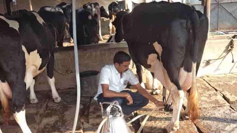 ‘ಪುಟ್ಟಗೌರಿ’ಯಿಂದ ಬದುಕೇ ಬದಲಾಯಿತು; ಹೈನುಗಾರಿಕೆಯಲ್ಲಿ ಅದ್ಭುತ ಯಶಸ್ಸು ಕಂಡ ರೈತ ಇವರು..! ‘ಪುಟ್ಟಗೌರಿ’ಯಿಂದ ಬದುಕೇ ಬದಲಾಯಿತು; ಹೈನುಗಾರಿಕೆಯಲ್ಲಿ ಅದ್ಭುತ ಯಶಸ್ಸು ಕಂಡ ರೈತ ಇವರು..!
