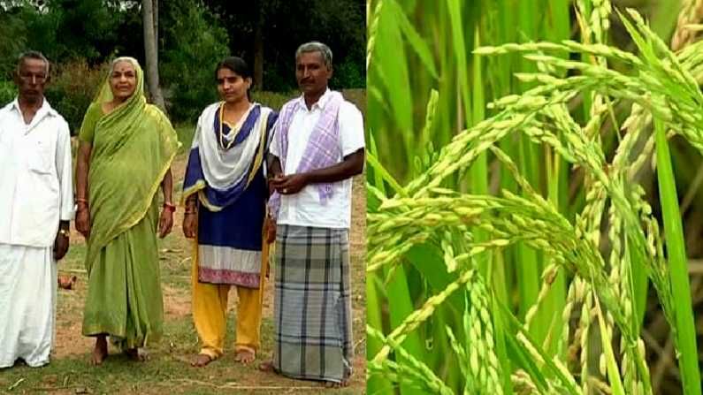 ‘ಕಲರ್ಫುಲ್’ ಭತ್ತ! 5 ಎಕರೆ ಗದ್ದೆಯಲ್ಲಿ ಲಕ್ಷಾಂತರ ಹಣ ಗಳಿಸಿದ ರೈತನ ಸಾಧನೆ ಇದು