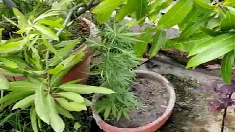 Interesting.. ಫ್ಲವರ್ ಪಾಟ್ಸ್ ಮಧ್ಯೆ ಗಾಂಜಾ ಬೆಳೆದವನು ಪೊಲೀಸರ ಅತಿಥಿಯಾಗಿದ್ದು ಹೇಗೆ ಗೊತ್ತಾ?