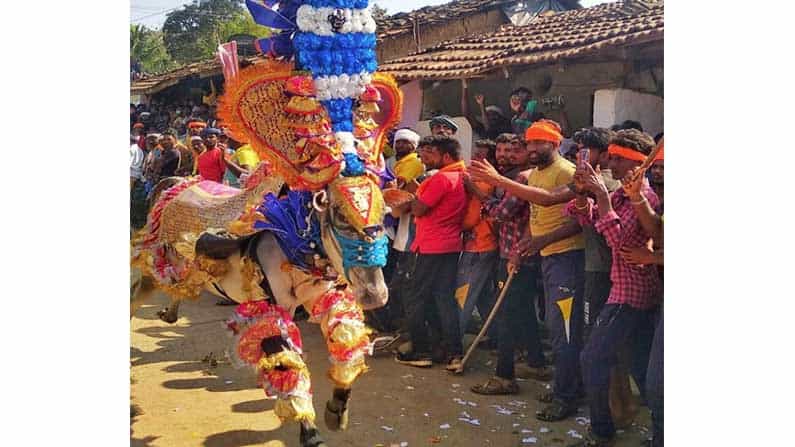 ಹೋರಿ ಹಬ್ಬದ ವಿಶೇಷ: ಹೋರಿಗಳು ಮಿಂಚಿನ ಓಟ ಓಡಿದ್ದು ಎಲ್ಲಿ ಗೊತ್ತಾ? ಹೋರಿ ಹಬ್ಬದ ವಿಶೇಷ: ಹೋರಿಗಳು ಮಿಂಚಿನ ಓಟ ಓಡಿದ್ದು ಎಲ್ಲಿ ಗೊತ್ತಾ?