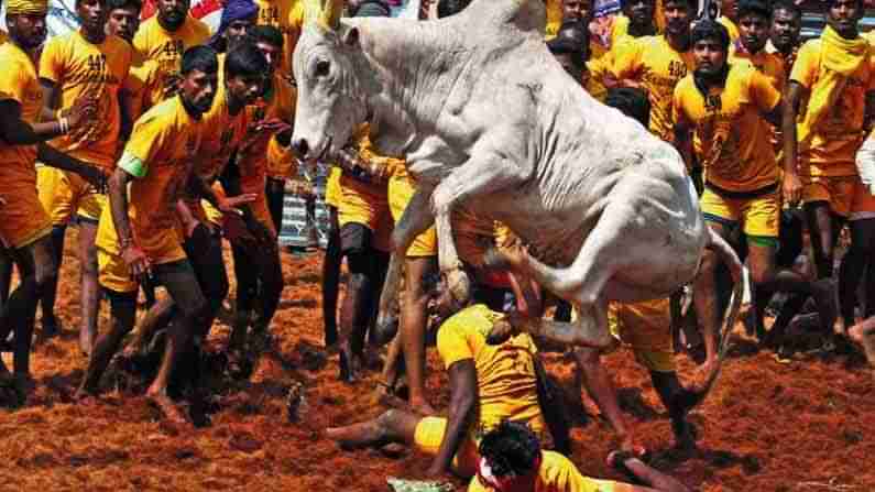 ಜಲ್ಲಿಕಟ್ಟು ಆಯೋಜನೆಗೆ ಅನುಮತಿ ನೀಡಿದ ತಮಿಳುನಾಡು ಸರ್ಕಾರ; ಸ್ಪರ್ಧಿಗಳಿಗೆ ಕೊರೊನಾ ನೆಗೆಟಿವ್ ಪತ್ರ ಕಡ್ಡಾಯ