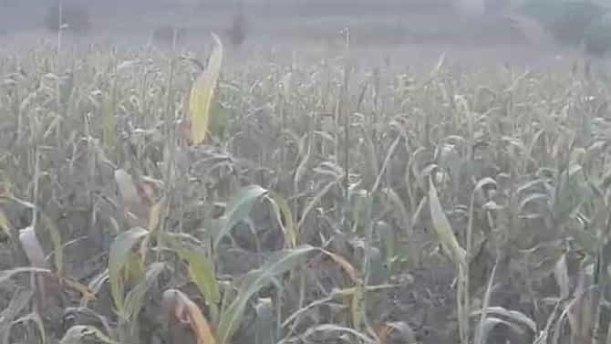 ಗ್ರಾಮ ಪಂಚಾಯಿತಿ ಚುನಾವಣೆ ವೈಷಮ್ಯ; ರೈತನ ಜೋಳದ ತೆನೆ ಕಳವು ಮಾಡಿದ ಕಿಡಿಗೇಡಿಗಳು