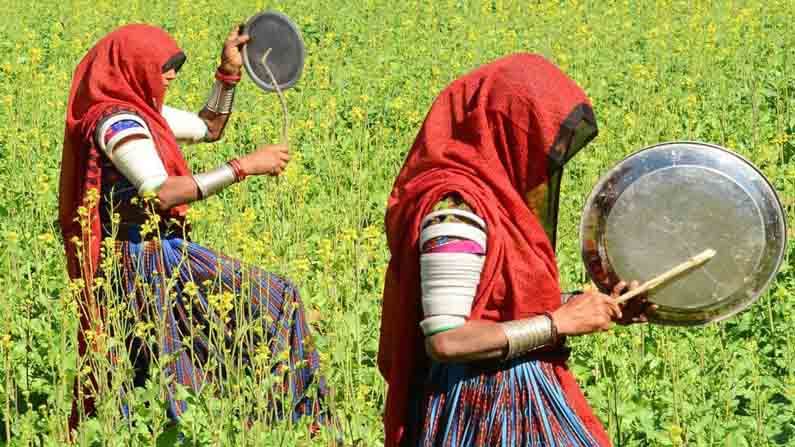 ಲೋಕಸ್ಟ್ ಅಥವಾ ಮಿಡತೆ ದಾಳಿಯನ್ನು ತಪ್ಪಿಸಲು ರೈತರು, ಹೊಲದ ತುಂಬೆಲ್ಲಾ ತಟ್ಟೆ ಬಾರಿಸಿಕೊಂಡು ಓಡಾಡಿದರು.