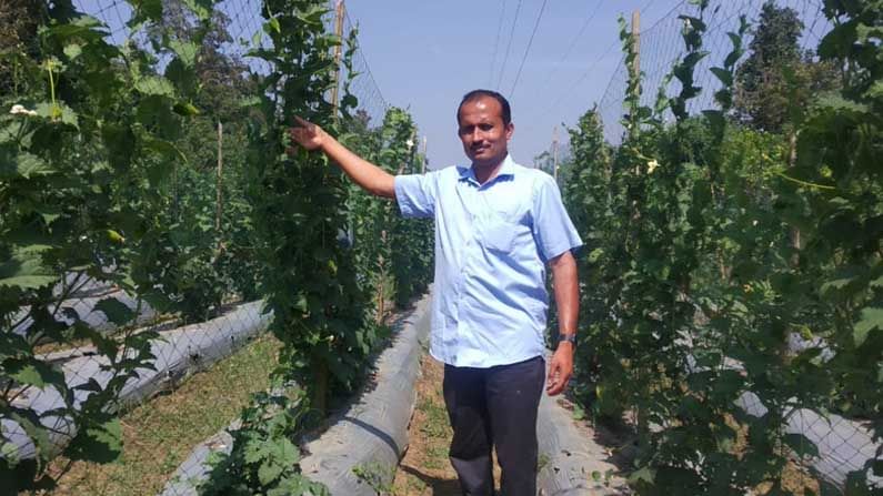 ಮಾಡಹಾಗಲು ಬೆಳೆದು ಮೂಢನಂಬಿಕೆ ದೂರ ಮಾಡಿದ ರೈತನ ಕೃಷಿ ಯಶೋಗಾಥೆ ಮಾಡಹಾಗಲು ಬೆಳೆದು ಮೂಢನಂಬಿಕೆ ದೂರ ಮಾಡಿದ ರೈತನ ಕೃಷಿ ಯಶೋಗಾಥೆ