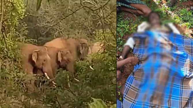 ಮೈಸೂರು: ಕಾಡಾನೆ ನೋಡಲು ಬಂದಿದ್ದಾತ ಸಲಗದ ದಾಳಿಗೆ ಬಲಿಯಾದ