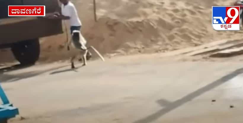 ಸಚಿವ ಸ್ಥಾನದ ಕನಸು ಕಾಣುತ್ತಿರುವ ರೇಣುಕಾಚಾರ್ಯ ಕ್ಷೇತ್ರದ ಜನಕ್ಕೆ ಈಗ ಕೋತಿ ಕಾಟ