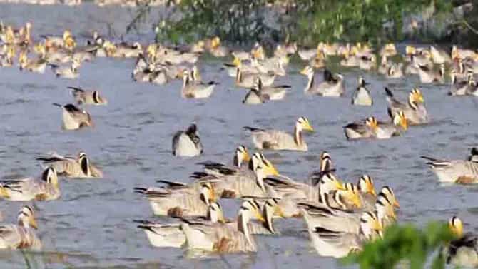 ಬಾನಂಗಳದಲ್ಲಿ ಬಾನಾಡಿಗಳ ಕಲರವ, ಕಬಿನಿ ಜಲಾಶಯದಲ್ಲಿ ವಿದೇಶಿ ಪಕ್ಷಿಗಳ ಹಾರಾಟ