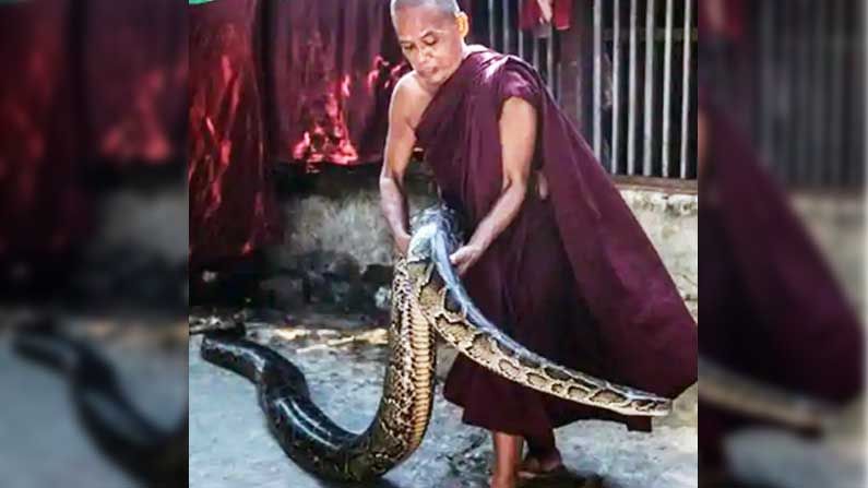 ಹೆಬ್ಬಾವು, ನಾಗರಹಾವಿಗೆ ಬೌದ್ಧ ಸನ್ಯಾಸಿ ಆಶ್ರಯ ಹೆಬ್ಬಾವು, ನಾಗರಹಾವಿಗೆ ಬೌದ್ಧ ಸನ್ಯಾಸಿ ಆಶ್ರಯ