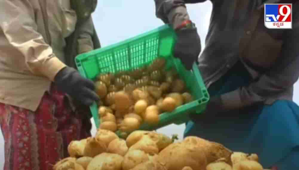 ಚಿನ್ನದ ನಾಡಿನಲ್ಲಿ ಆಲೂಗಡ್ಡೆಗೆ ಚಿನ್ನದ ಬೆಲೆ..