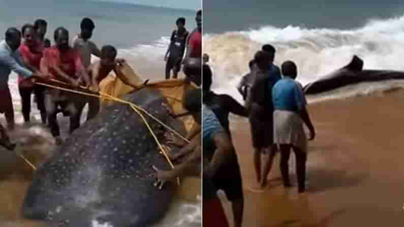 ವೈರಲ್ ವಿಡಿಯೊ | ಬಲೆಗೆ ಬಿದ್ದ ಶಾರ್ಕ್ ಮೀನನ್ನು ಮತ್ತೆ ಸಮುದ್ರಕ್ಕೆ ಸೇರಿಸಿದ ಮೀನುಗಾರರು