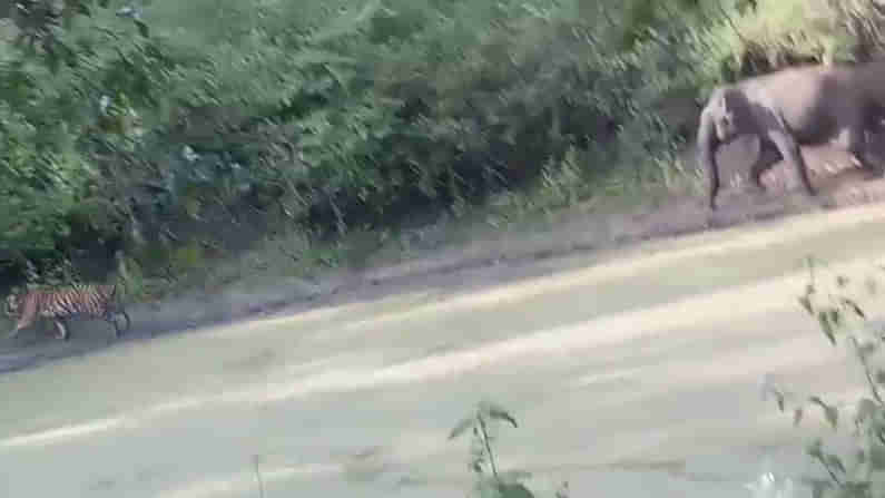 ಹುಲಿಯನ್ನು ಅಟ್ಟಾಡಿಸಿಕೊಂಡು ಓಡಿಸಿದ ಆನೆ: ಪ್ರವಾಸಿಗರ ಕ್ಯಾಮೆರಾದಲ್ಲಿ ಅಪರೂಪದ ದೃಶ್ಯ ಸೆರೆ