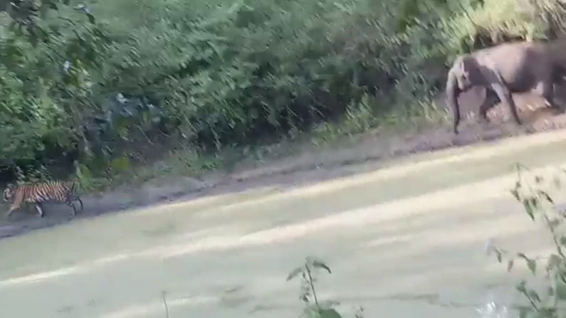 ಹುಲಿಯನ್ನು ಅಟ್ಟಾಡಿಸಿಕೊಂಡು ಓಡಿಸಿದ ಆನೆ: ಪ್ರವಾಸಿಗರ ಕ್ಯಾಮೆರಾದಲ್ಲಿ ಅಪರೂಪದ ದೃಶ್ಯ ಸೆರೆ ಹುಲಿಯನ್ನು ಅಟ್ಟಾಡಿಸಿಕೊಂಡು ಓಡಿಸಿದ ಆನೆ: ಪ್ರವಾಸಿಗರ ಕ್ಯಾಮೆರಾದಲ್ಲಿ ಅಪರೂಪದ ದೃಶ್ಯ ಸೆರೆ