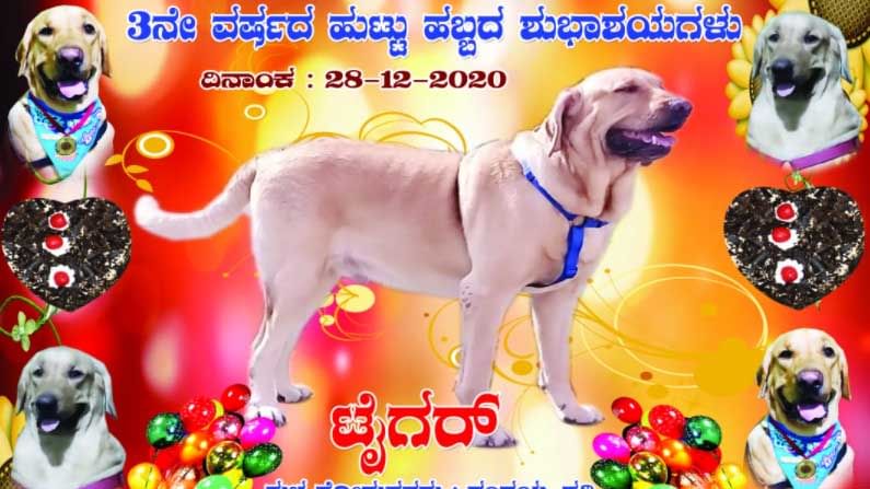 ಬರ್ಥ್​​ಡೇ ಸಂಭ್ರಮದಲ್ಲಿ ಮಿಂಚಿದ ಟೈಗರ್ ಶ್ವಾನ! ಉಡುಗೊರೆಯಾಗಿ 25 ಗ್ರಾಂ ಚಿನ್ನದ ಹಾರ