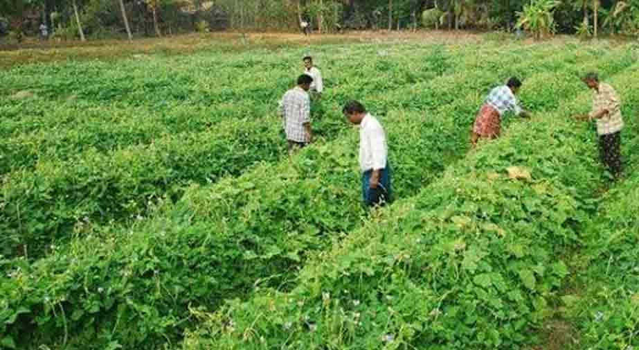 Explainer | ನೈಸರ್ಗಿಕ, ಸಾವಯವ, ಶೂನ್ಯ ಬಂಡವಾಳ ಮತ್ತು ರಾಸಾಯನಿಕ ಕೃಷಿ: ಏನು ವ್ಯತ್ಯಾಸ? Explainer | ನೈಸರ್ಗಿಕ, ಸಾವಯವ, ಶೂನ್ಯ ಬಂಡವಾಳ ಮತ್ತು ರಾಸಾಯನಿಕ ಕೃಷಿ: ಏನು ವ್ಯತ್ಯಾಸ?