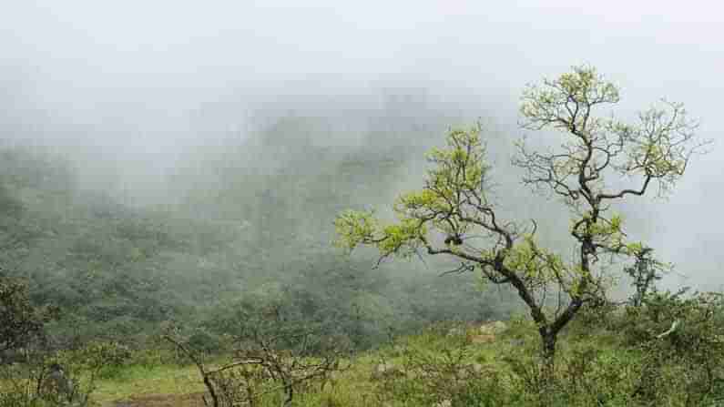 ಇದು ಮಲೆನಾಡಲ್ಲ ಸ್ವಾಮಿ.. ಕೋಟೆ ನಾಡು: ಜೋಗಿಮಟ್ಟಿಯ ಸೊಬಗನ್ನು ಒಮ್ಮೆಯಾದ್ರೂ ನೋಡ ಬನ್ನಿ!