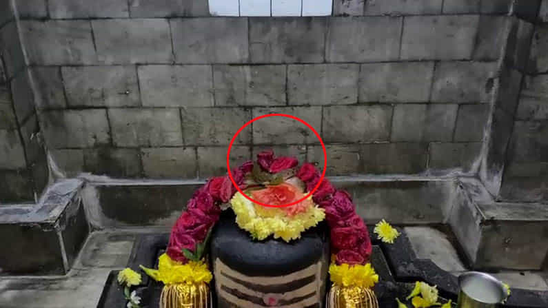 ಶಿವ ಲಿಂಗದ ಮೇಲೆ ಪ್ರತ್ಯಕ್ಷನಾದ ನಾಗ.. ಶಿವ ಲಿಂಗದ ಮೇಲೆ ಪ್ರತ್ಯಕ್ಷನಾದ ನಾಗ..