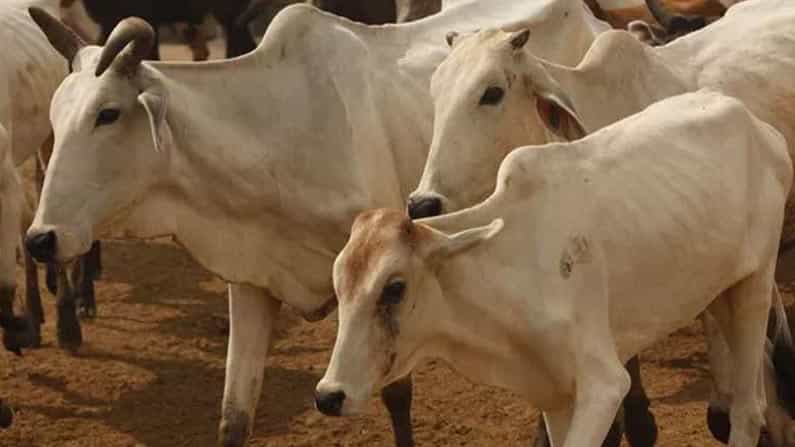 ಕೊರೊನಾಗೆ ಹಸುವಿನ ಸಗಣಿ-ಗಂಜಲವೇ ಮದ್ದು.. ಕೇಂದ್ರ ಸರ್ಕಾರದಿಂದ ಮಹತ್ವದ ಸಂಶೋಧನೆ