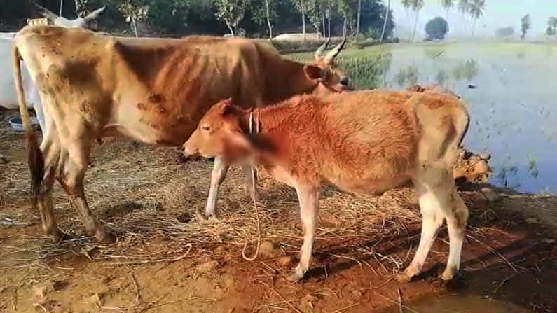 ಹಸುವಿನ ಮೇಲೆ ದಾಳಿ ಮಾಡಿ.. ನಾಯಿಯನ್ನು ಎಳೆದೊಯ್ದ ಚಿರತೆಗಳು ಹಸುವಿನ ಮೇಲೆ ದಾಳಿ ಮಾಡಿ.. ನಾಯಿಯನ್ನು ಎಳೆದೊಯ್ದ ಚಿರತೆಗಳು