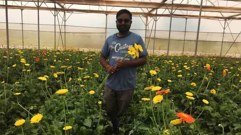 ಗದ್ದೆಯಲ್ಲಿ ಜರ್ಬೆರ:  ಹೊಸ ಪ್ರಯೋಗಕ್ಕೆ ಮುಂದಾದ ಬೀದರ್​ ರೈತ!