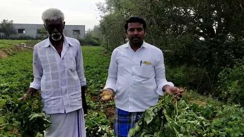 ಹೊಲದಲ್ಲಿದ್ದ 60 ಮೂಟೆ ಆಲೂಗಡ್ಡೆ ಕಳ್ಳತನ: ರೈತರು ಕಂಗಾಲು..