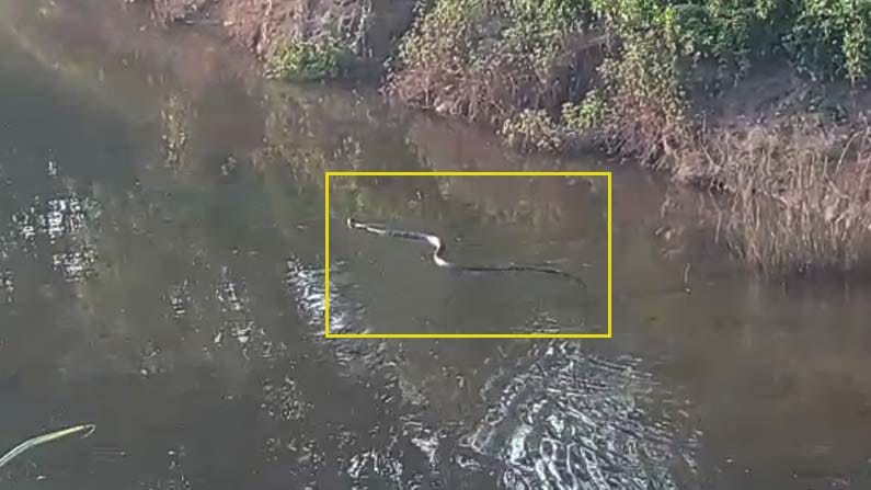 ಶರಾವತಿ ಹಿನ್ನೀರಿನಲ್ಲಿ ಕಾಳಿಂಗನ ಸ್ವಚ್ಛಂದ ಓಡಾಟ.. ಅಪರೂಪದ ದೃಶ್ಯ ಕ್ಯಾಮರಾ ಕಣ್ಣಲ್ಲಿ ಸೆರೆ ಶರಾವತಿ ಹಿನ್ನೀರಿನಲ್ಲಿ ಕಾಳಿಂಗನ ಸ್ವಚ್ಛಂದ ಓಡಾಟ.. ಅಪರೂಪದ ದೃಶ್ಯ ಕ್ಯಾಮರಾ ಕಣ್ಣಲ್ಲಿ ಸೆರೆ