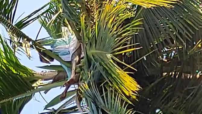 ಹೆಂಡತಿಯರು ಬೇಕೆಂದು ತೆಂಗಿನಮರವೇರಿದ್ದ ಪತಿರಾಯ
