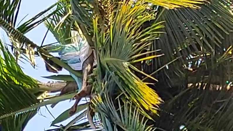 ಹೆಂಡತಿಯರು ಬೇಕೆಂದು ತೆಂಗಿನಮರವೇರಿದ್ದ ಪತಿರಾಯ ಹೆಂಡತಿಯರು ಬೇಕೆಂದು ತೆಂಗಿನಮರವೇರಿದ್ದ ಪತಿರಾಯ