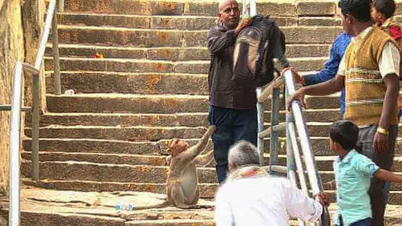 ಮೇಲುಕೋಟೆಯಲ್ಲಿ ಮಿತಿಮೀರಿದೆ ಮಂಗಗಳ ಕಾಟ..