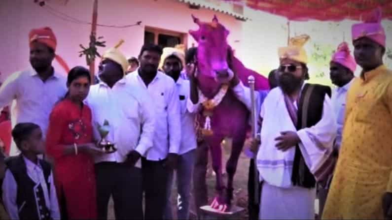 ದೇಶದ ಬೆನ್ನೆಲುಬು ರೈತ.. ರೈತನ ಬೆನ್ನೆಲುಬು ಎತ್ತು: ದಾಖಲೆ ಮೊತ್ತಕ್ಕೆ ಕಿಲಾರಿ ಎತ್ತು ಮಾರಾಟ..