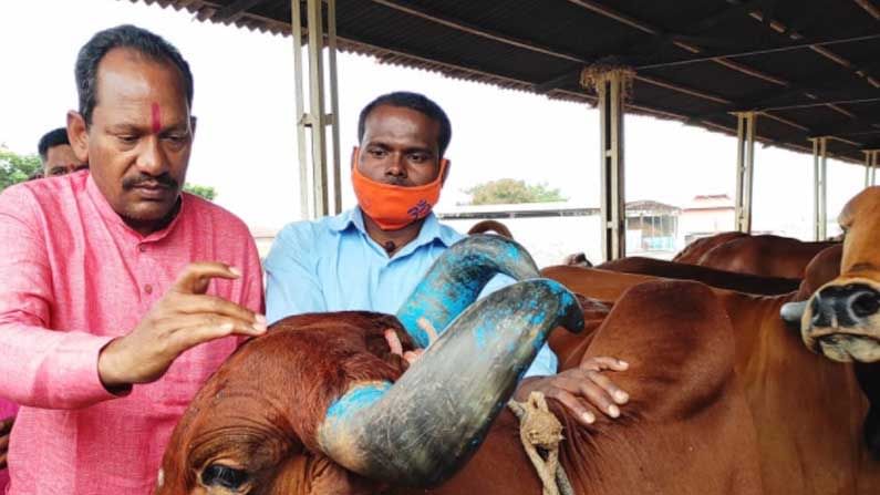 ಗೋಹತ್ಯೆ ನಿಷೇಧ ಮಸೂದೆ ಸುಗ್ರೀವಾಜ್ಞೆಗೆ ಅನುಮೋದನೆ​