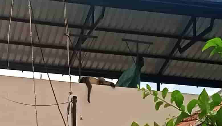 ಕೋತಿ ದಾಳಿಯಿಂದ ರೇಣುಕಾಚಾರ್ಯ ಬಚಾವ್