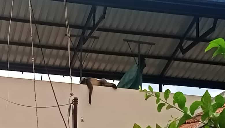 ಕೋತಿ ದಾಳಿಯಿಂದ ರೇಣುಕಾಚಾರ್ಯ ಬಚಾವ್