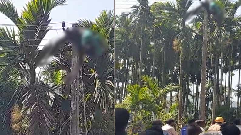 ವಿದ್ಯುತ್ ದುರಸ್ತಿ ವೇಳೆ ಅವಘಡ: ತೋಟದ ಮಾಲೀಕನ ಮಾತು ಕೇಳಿ ಕಂಬವೇರಿದ ಯುವಕ ಕರೆಂಟ್ ಶಾಕ್ಗೆ ಬಲಿ