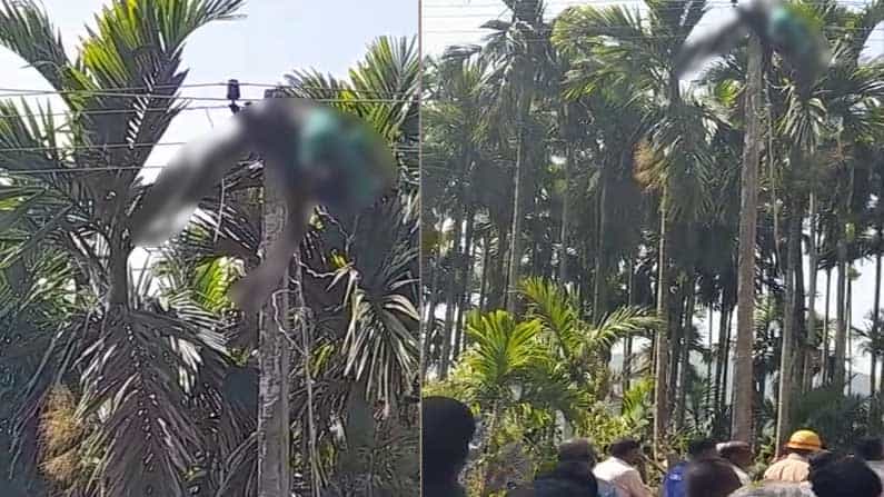 ವಿದ್ಯುತ್ ದುರಸ್ತಿ ವೇಳೆ ಅವಘಡ: ತೋಟದ ಮಾಲೀಕನ ಮಾತು ಕೇಳಿ ಕಂಬವೇರಿದ ಯುವಕ ಕರೆಂಟ್​ ಶಾಕ್​ಗೆ ಬಲಿ