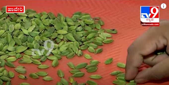 ರಾಜ್ಯದಲ್ಲಿ ಏಲಕ್ಕಿ ಬೆಳೆಯೋರ ಸಂಖ್ಯೆ ಕಡಿಮೆ, ಘಮಘಮಿಸುತ್ತಿಲ್ಲ ಏಲಕ್ಕಿ!