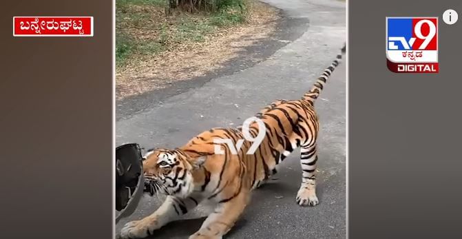 ಬನ್ನೇರುಘಟ್ಟ ಸಫಾರಿಯಲ್ಲಿ‌‌ ಟಯೋಟಾ ವಾಹನವನ್ನ ಎಳೆದಾಡಿದ ಬೆಂಗಾಲ್ Tiger
